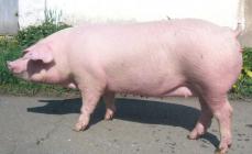 Разведение свиней в домашних условиях: советы для начинающих свиноводов