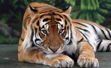Тигр (Panthera tigris) Тигр и его детеныши