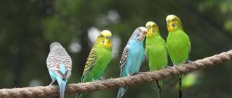 Как ухаживать за волнистыми попугаями