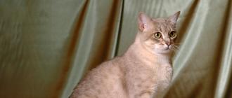 Popular types of cats.  Cat breeds.  American shorthair cat