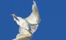 Турманы — уникальные голуби в полете Прошлое и настоящее
