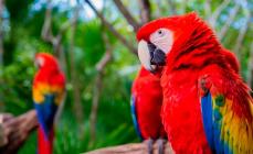 Общая характеристика попугаев ара Попугай ара и как надо за