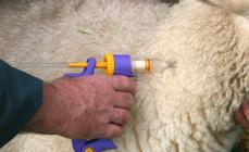 Незаразные и заразные болезни коз и козлят, симптомы и лечение