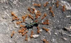 Интересные факты из жизни муравьев