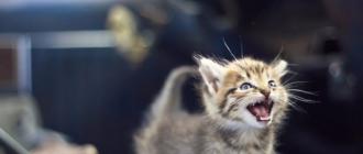 La oss lære kattespråket for kommunikasjon - katter mjauer!
