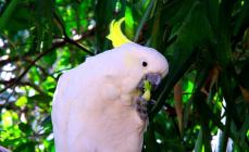 Содержание попугаев какаду