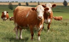 Симментальская порода сельскохозяйственных коров Телята сентиментальной породы