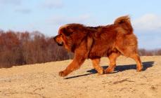 Tibet mastif cinsinin xüsusiyyətləri Köpək cinsinin xarakteri və xüsusiyyətləri Mastit