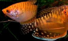Gourami - kala pistavad nina veest välja Fotol isase ja emase kuldgurami seksuaalsed erinevused