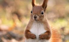 Cosa mangiano gli scoiattoli Cosa e come mangiano gli scoiattoli?