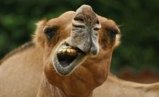 Dónde viven los camellos: principales especies y sus hábitats
