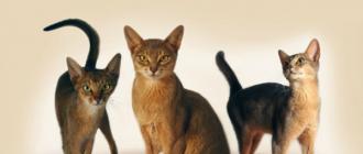 Todas las razas de gatos domésticos y gatos machos con fotografías y nombres: foto, descripción del personaje.