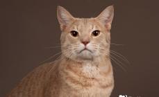 Ocicat - description of the breed and character of the cat Ocicat breed standard