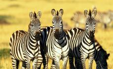 Estilo de vida e habitat da zebra