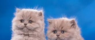 Britų veislės kačiukų ir suaugusių kačių maitinimo ypatybės