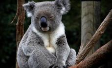 Foto de um coala - descrição de um coala O que um coala come na natureza