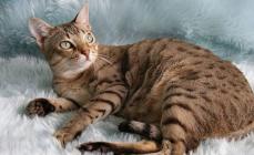 All cat breeds with photos and names