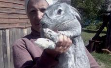 Funksjoner av avl kaniner av kjøtt raser Broiler raser av kaniner med fotografier