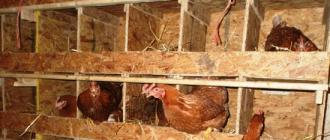Kodus inkubaatoris kanade kasvatamise omadused