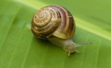 Amazing Facts About Snails