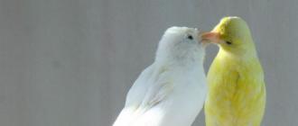 Kanarifugler hjemme Innholdet i en kanarifugl