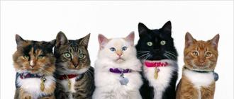 Variedad de razas de gatos y gatos.