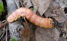 El oloroso barrenador del bosque es un enemigo de los árboles. Una enorme oruga marrón con abdomen anaranjado.