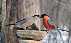 Bullfinch bird: what it looks like and what it eats