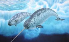 Narhval (en ekte, virkelig eksisterende vannlevende enhjørning) - et dyr fra de arktiske ørkenene: video, beskrivelse av livet til en narhval Hvordan ser narhvalen ut