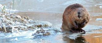 Description and photo of the common beaver
