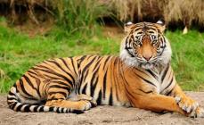 Tiger: bilder og videoer, beskrivelse av rasen, underart, livsstil, jakt Navn på tigere