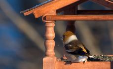 Como e o que alimentar os pássaros.Os pássaros podem receber passas?