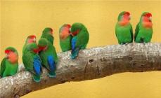 Viskas apie Madagaskaro gyventojus - meilės paukščius Kur gamtoje gyvena meilės paukščiai.