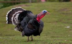 What sounds does a turkey make: an overview of bird signals