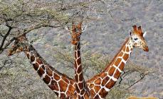 Qual é a cor de uma girafa?  O que uma girafa come?  Reprodução e vida útil