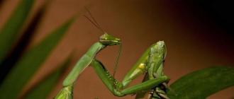 Näljased emased mantisid meelitavad rohkem isaseid