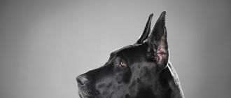 dogų veislės tipai: šuns aprašymas ir kaina