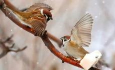 Interesting facts about sparrows How to distinguish a male sparrow from a female