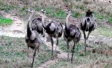 American ostrich Nandu: description of the species