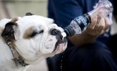 Hvorfor drikker en hund mye vann?