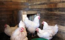 Le galline beccano le uova, cosa devo fare?