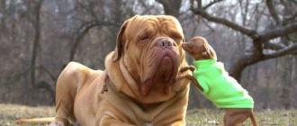 Caratteristiche dei cani Dogue de Bordeaux con recensioni e foto