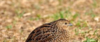 Which quail breed is best for beginners?