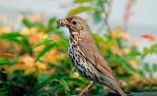 Song thrush - photos and videos: listen to the singing of thrushes, description of appearance and life features
