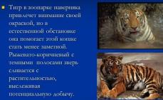 Види тигрів.  Фото, опис.  Тигр - доповідь повідомлення Де сплять тигри у природі