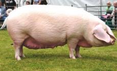 Pig breeds with photos and names