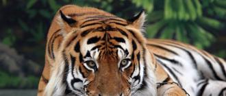 Тигр (Panthera tigris) Тигр та його дитинча
