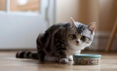 ¿Qué debo darle de comer a mi gato: comida o comida natural?