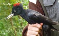Pájaro colirrojo común: descripción con fotos, datos interesantes, video, escuchar el canto del colirrojo