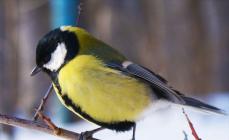 Balandė – migruojantis arba žiemojantis paukštis